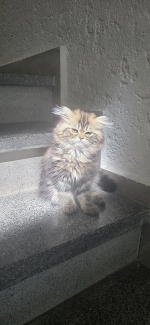 4 zuckersüße Katzenbabys (4 Monate) suchen ein liebevolles Zuhause!