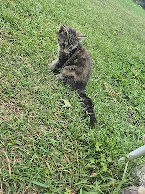 Katze Mai Kätzchen 