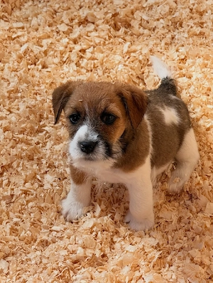 Jack-Russell-Welpen suchen ihr Für-immer-Zuhause   ist einer für Sie dabei?