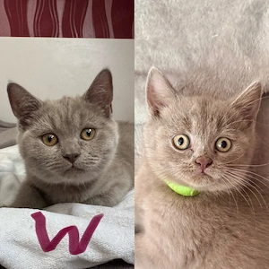 Zwei bezaubernde BKH Kitten in der Farbe Lilac suchen ein liebevolles Zuhause