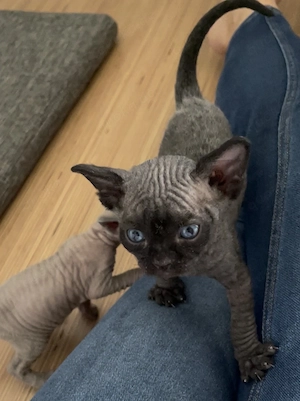 Kitten Kater Devon Rex   Sphynx 