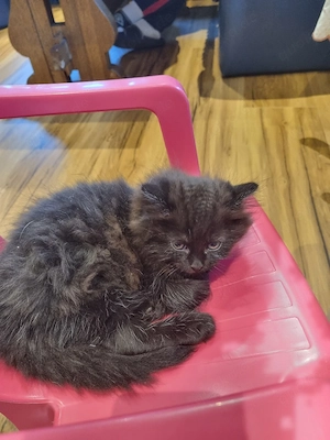Baby Katzen 