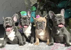 Französische Bulldoggen Welpen suchen ein schönes Zuhause 
