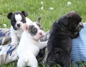   Zuckersüße Französische Bulldoggen Welpen mit Ahnentafel