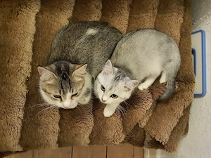 BKH-Mix Kätzchen   Kitten, auszugsbereit 