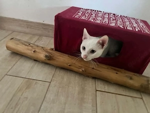 Nougat sucht sein Für-Immer-Zuhause  Bild 2