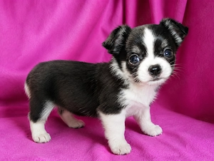 12 Wochen alte Chihuahua-Welpen