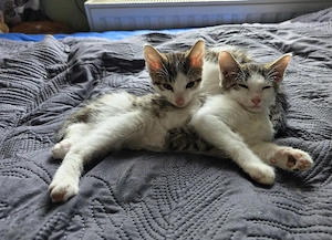 Verkaufe Jungkatzen