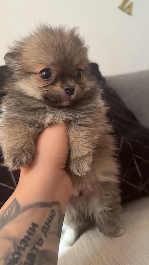 Kleine Zergspitz Chihuaua Welpen suchen ihr Zuhause 