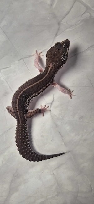 Black Night Mack Super Snow het Eclipse 