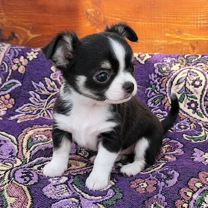 Süße Chihuahua-Welpin, 12 Wochen alt