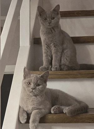 BKH Kitten 