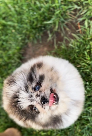 Wunderschöner Pomeranian Merle Bear Junge!