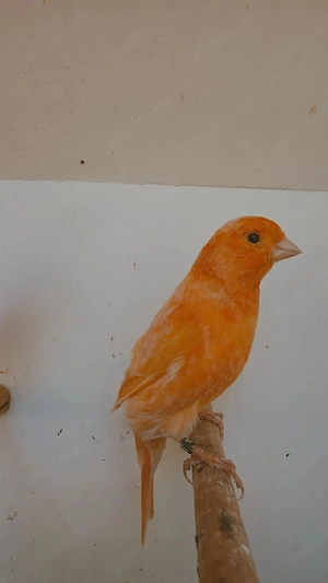 kanarienvögel  Bild 2