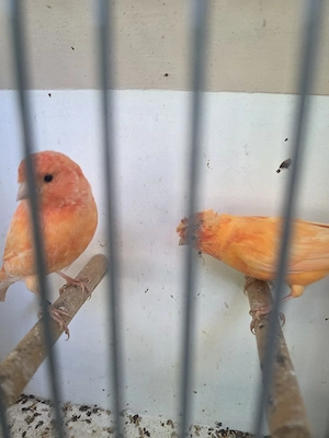kanarienvögel  Bild 3