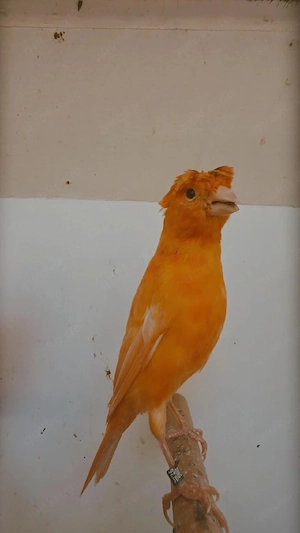 kanarienvögel  Bild 4