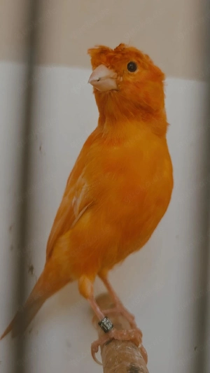 kanarienvögel  Bild 5