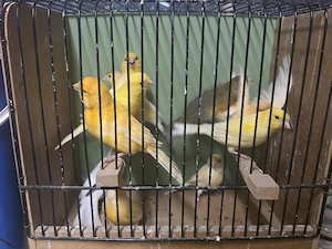 kanarienvogel 