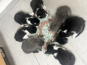 Kitten Zum abgeben 
