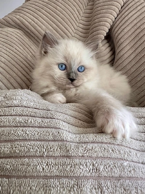    Liebevolles Ragdoll-Kätzchen sucht sein Für-immer-Zuhause   