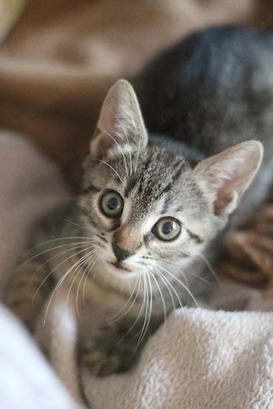 Babykatze, Kitten, Katzenbaby. Henry, der Prinz und Schmusebär sucht ein liebevolles Zuhause Bild 2