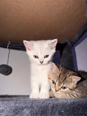 BKH kitten 