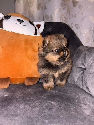wunderschöne reinrassige pomeranian zwergschpitz welpen suchen ihr Zuhause    