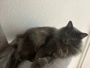 Herzensguter Norwegischer Waldkater sucht liebevolles Zuhause