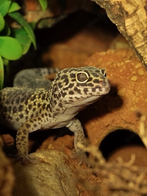 leopardgecko weibchen 