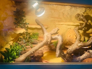 terrarium 120x60x60 dringend! Bild 2