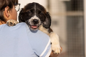     Ozzy   kleiner Herzensbrecher sucht seine Familie