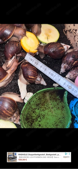 Achatina Fulica Achatschnecke Haustier Kleintier