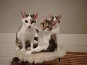 3 süße junge Hauskatzen suchen liebevolles Zuhause