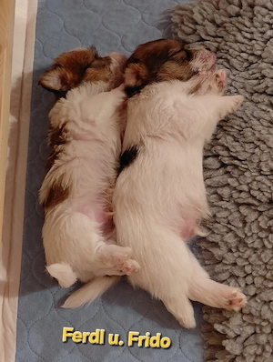 Jack Russel Rauhaar Terrier Bild 9