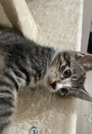 4 EKH Kitten 