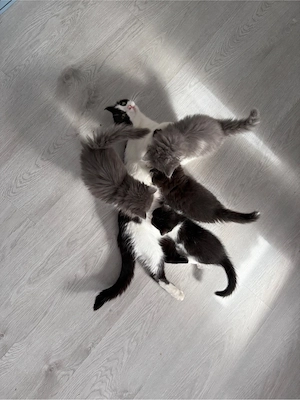 Vier Kitten lang- und kurzhaar abzugeben