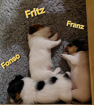 Jack Russel Rauhaar Terrier Bild 8