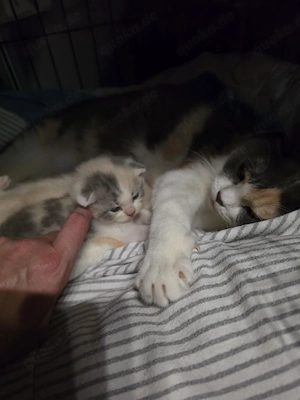 bkh reinrassige babys