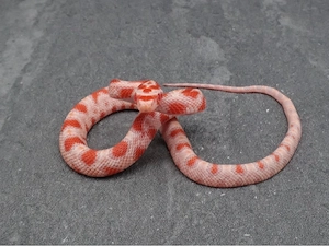 Kornnatter Candy Cane Nz.6 2026