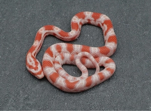 Kornnatter Candy Cane Nz.6 2026