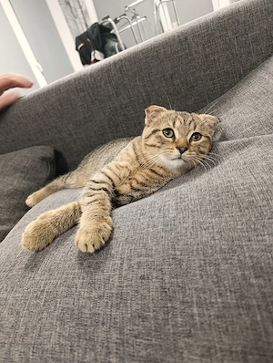 katzenbaby 