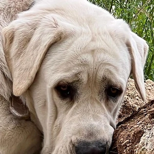 Bamse,Mastin espanol Mix - braucht Herdenschutzhunde erfahrene Menschen.Er ist souverän,gelassen.