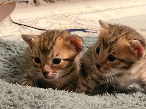 Babykatzen