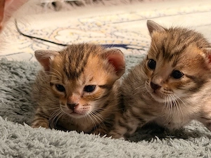 Babykatzen