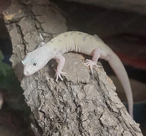 1.1 Coleonyx variegatus leucistic 