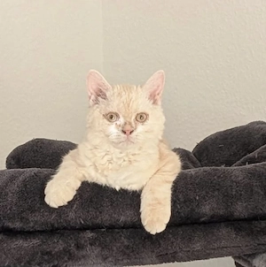 Kleiner lockenkater Georgy sucht seine Herzensfamilie Herzensfamilie 