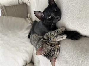 Zwei zuckersüße Katerchen (geb. 31.05.) suchen ein liebevolles Zuhause