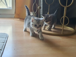 Süße und verspielte Kitten   Babykatzen suchen ein liebevolles Zuhause    Bild 2