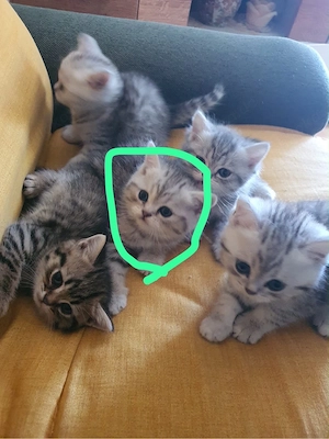 Süße und verspielte Kitten   Babykatzen suchen ein liebevolles Zuhause    Bild 4