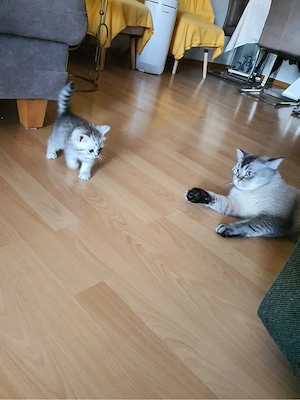 Süße und verspielte Kitten   Babykatzen suchen ein liebevolles Zuhause    Bild 3